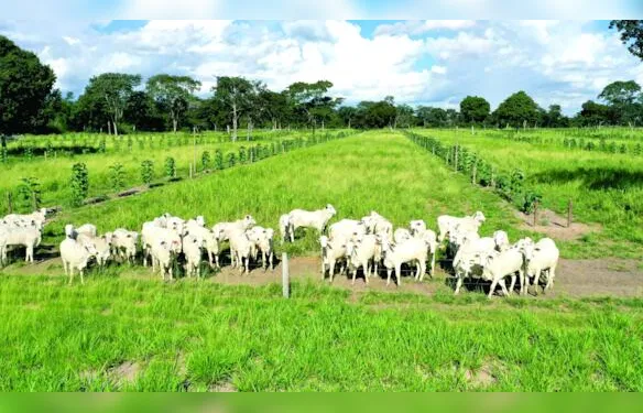 BoiTeca amplia oportunidades de renda no campo