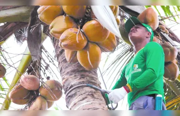 Coopaiba integra modelo de economia circular na cadeia do coco no Nordeste