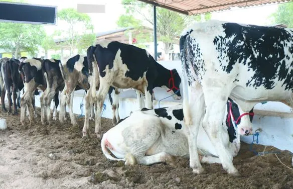 Expo Bacia Leiteira 2026 define nova data e prepara maior encontro da pecuária leiteira do Nordeste