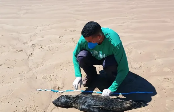 Lobo-marinho avistado no último fim de semana é encontrado morto em praia do Litoral Sul de Alagoas