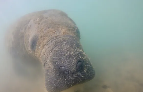 MPF amplia investigação sobre morte de peixes-bois em AL após laudos apontarem contaminação química