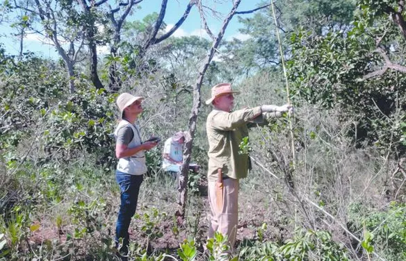 Novo sistema regulamenta a recuperação da vegetação nativa brasileira