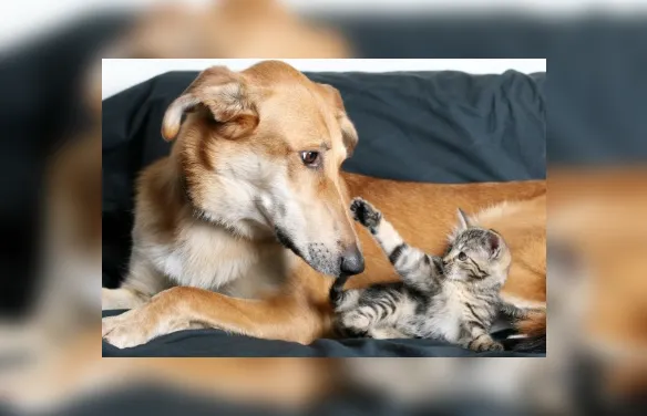 Proteger o intestino de cães e gatos no inverno fortalece a imunidade