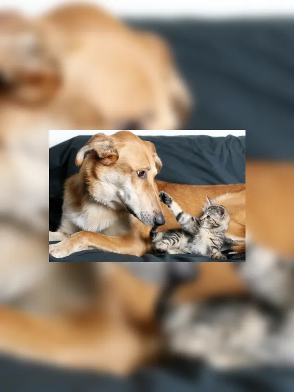 Proteger o intestino de cães e gatos no inverno fortalece a imunidade