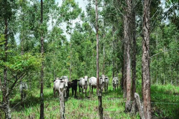 A expansão do eucalipto em Alagoas não aconteceu por acaso. Os primeiros incentivos ao reflorestamento começaram em 2007 e ganharam força a partir de 2014
