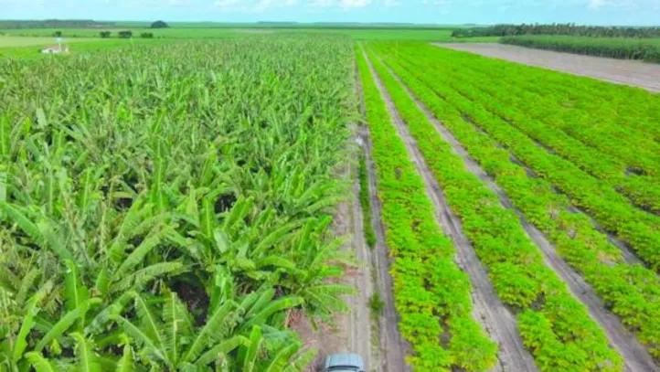 Uso da agricultura regenerativa traz ganhos ambientais ao reduzir o consumo de produtos químicos