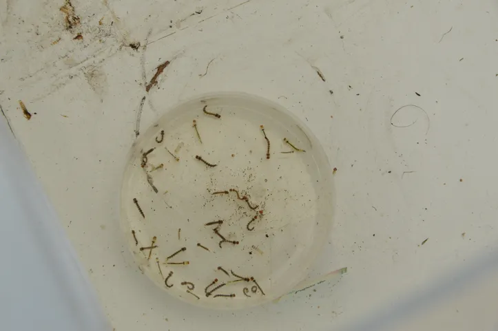 Estudos do Instituto Oswaldo Cruz indicam que entre 70% e 80% dos criadouros do Aedes aegypti estão em ambientes domésticos