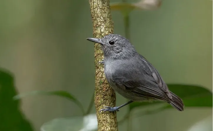 Aves também estão desaparecendo