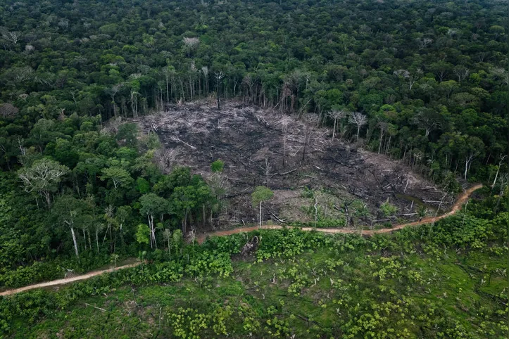 Foram perdidos 1.295 km² de vegetação nativa na Amazônia