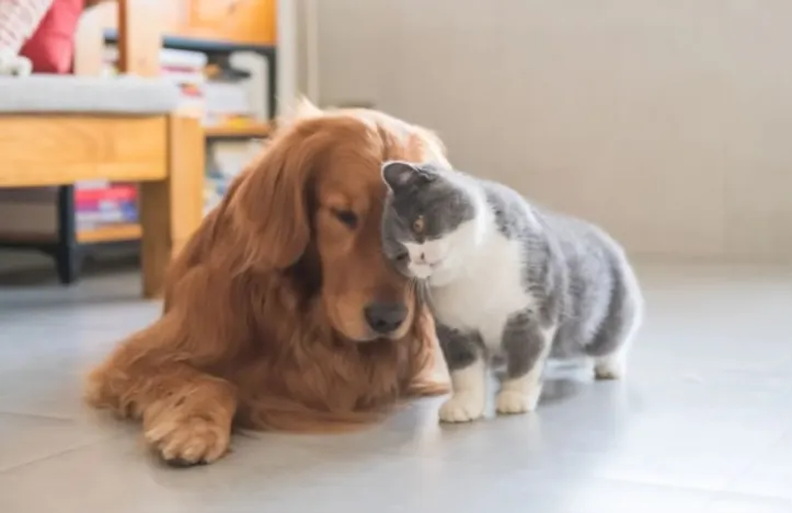 Imagem ilustrativa da imagem Bagunça excessiva e isolamento indicam estresse em cães e gatos