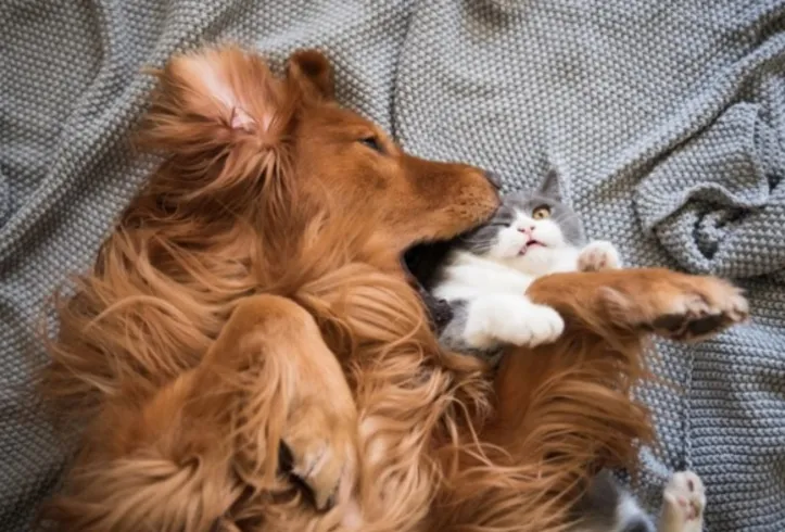 Imagem ilustrativa da imagem Bagunça excessiva e isolamento indicam estresse em cães e gatos