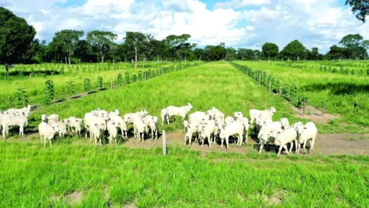 A árvore teca, quando plantada no arranjo adequado e manejada corretamente, exerce mínima interferência na produtividade da pecuária