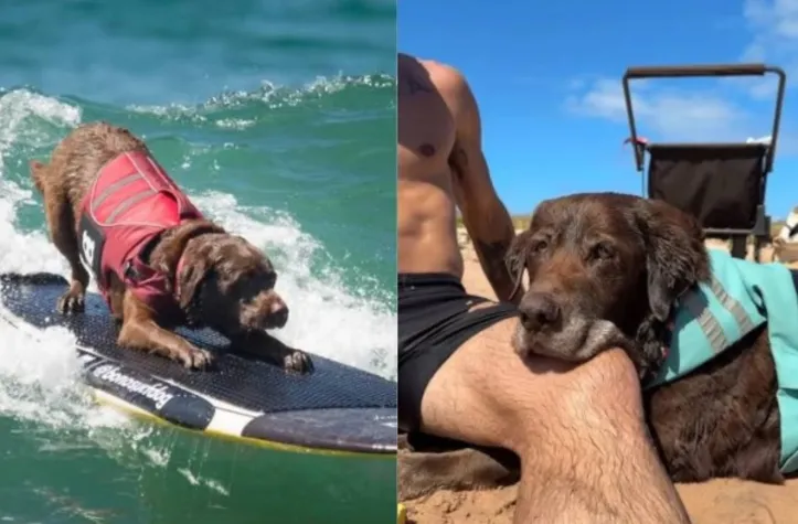 Labrador Bono viralizou ao demonstrar seu amor pelo surf
