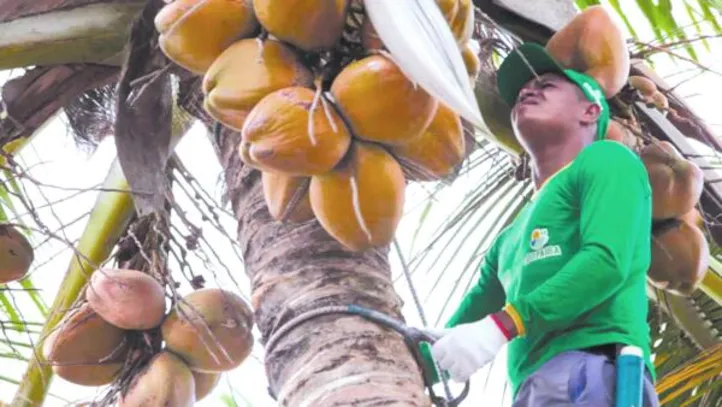 O modelo organiza um fluxo contínuo em que o coco produzido pela agricultura familiar é direcionado para unidades de beneficiamento, onde passa por etapas de descascamento e processamento industrial