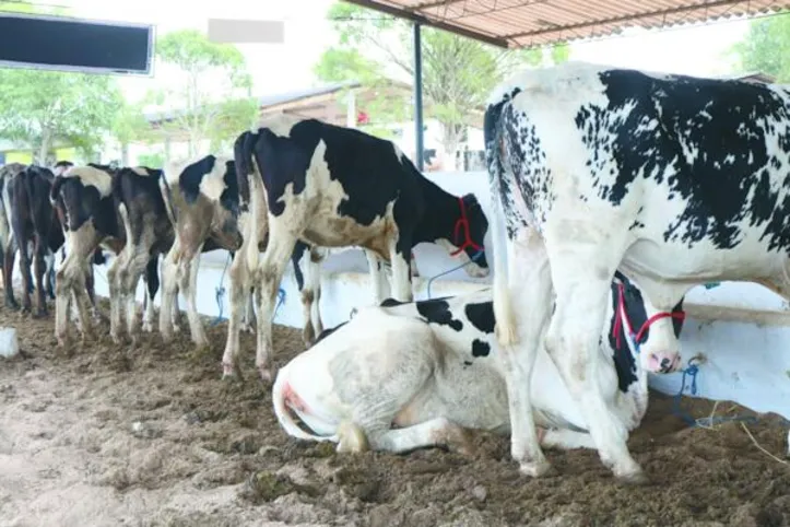 A Expo Bacia Leiteira 2026 será realizada de 14 a 18 de outubro, no Parque Mair Amaral, em Batalha, reunindo produtores e representantes de toda a cadeia leiteira do Nordeste