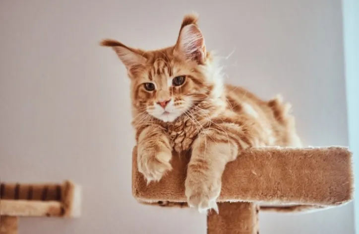 Imagem ilustrativa da imagem Gato "gigante": aposte em prateleiras e nichos para o bem-estar do pet