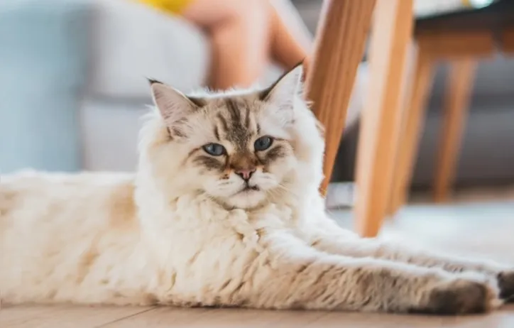 Imagem ilustrativa da imagem Gato "gigante": aposte em prateleiras e nichos para o bem-estar do pet