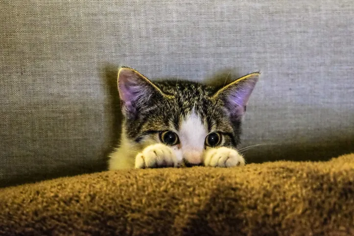 Imagem ilustrativa da imagem Gatos amam brincar com caixas e até barbante, mas veterinária faz alerta