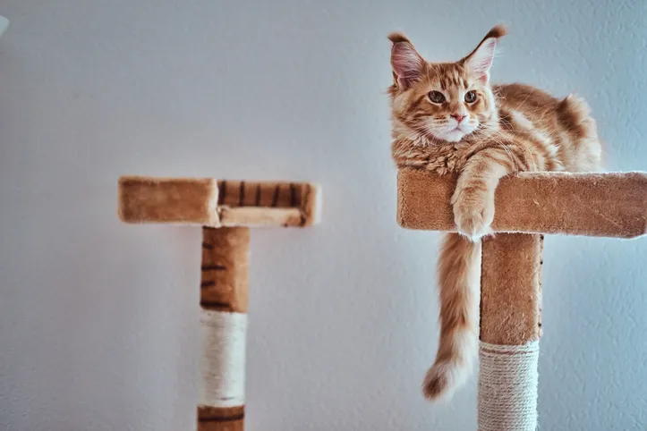 Imagem ilustrativa da imagem Gatos amam brincar com caixas e até barbante, mas veterinária faz alerta