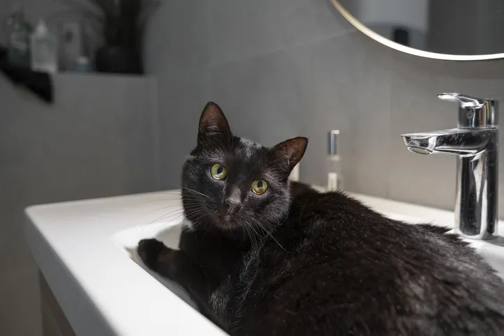 Imagem ilustrativa da imagem Gatos amam brincar com caixas e até barbante, mas veterinária faz alerta