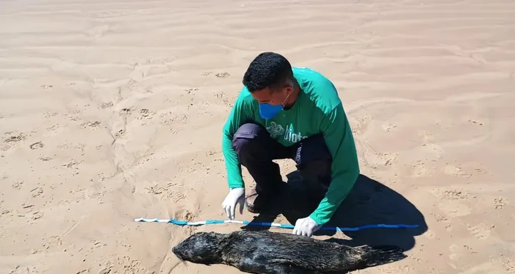 Imagem ilustrativa da imagem Lobo-marinho avistado no último fim de semana é encontrado morto em praia do Litoral Sul de Alagoas