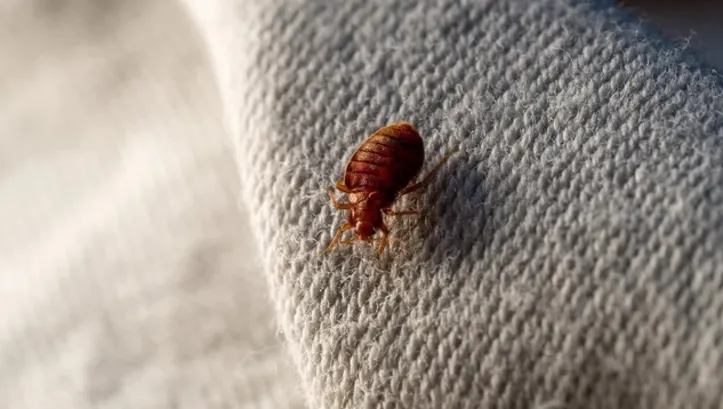 Aumento do número de viagens internacionais tem feito com que bed bugs apareçam com mais frequência no Brasil