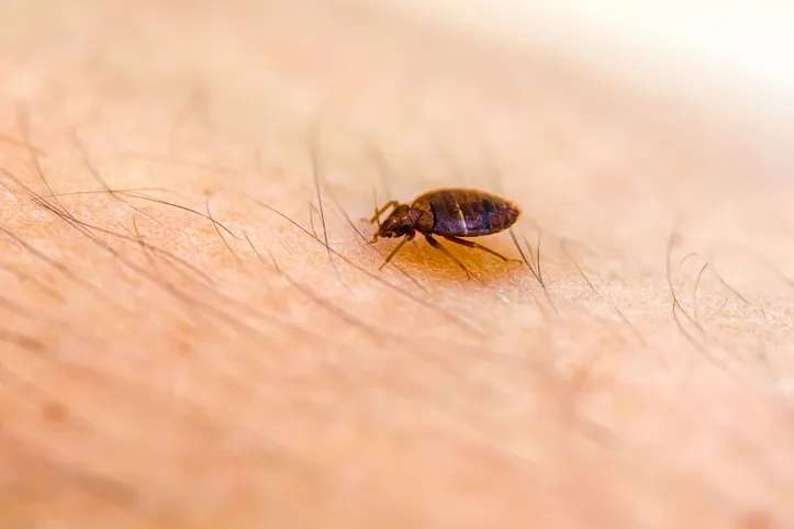 Bed bugs se escondem em colchões em saem à noite para se alimentar