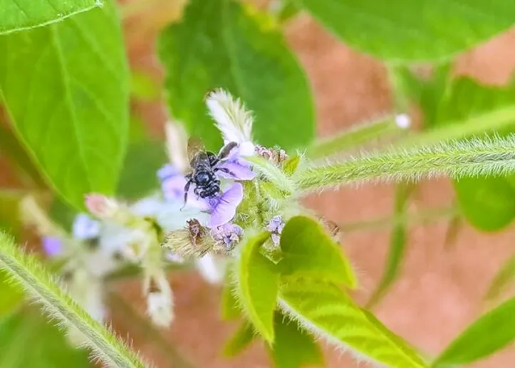 Abelha solitária em flor de soja