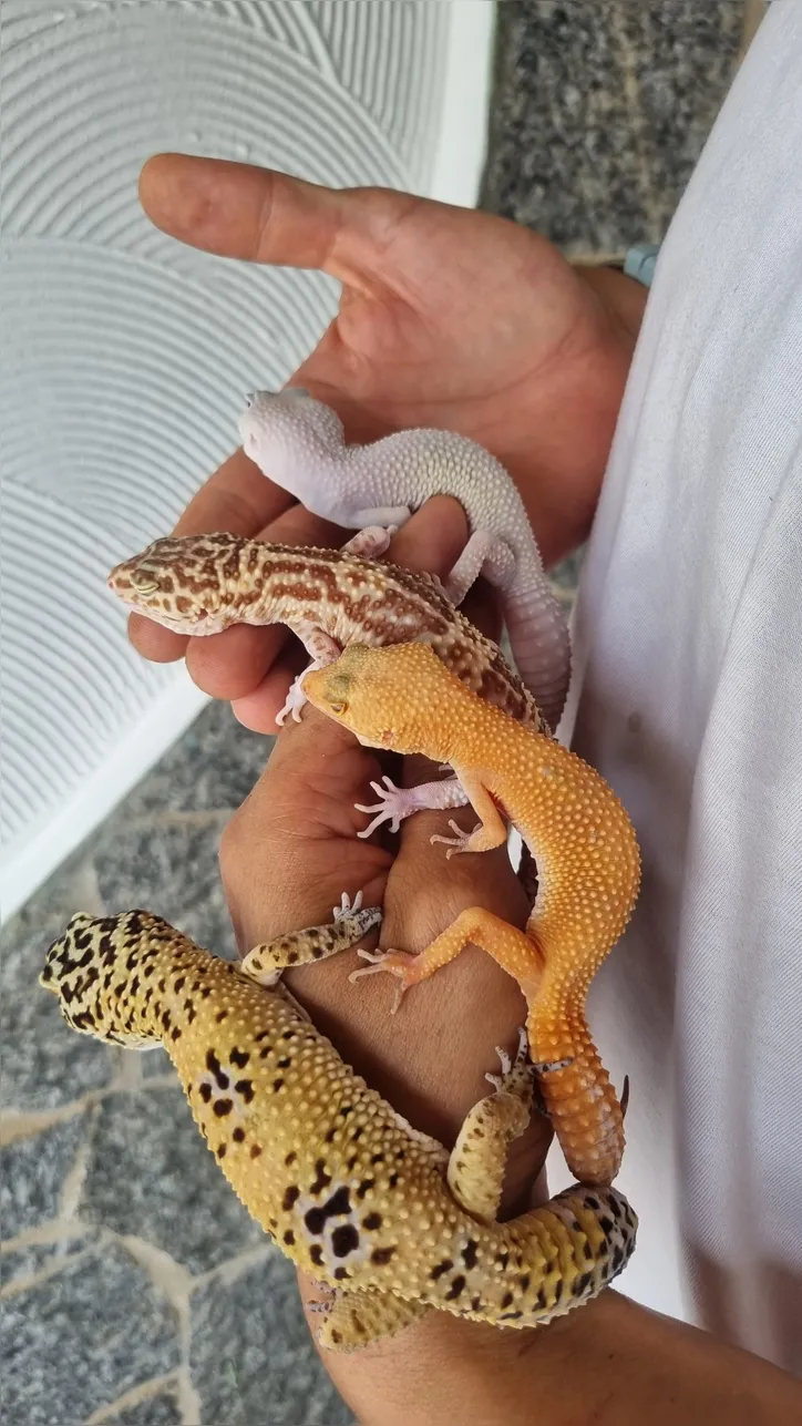 Lagartos estão entre os preferidos por quem busca animais exóticos