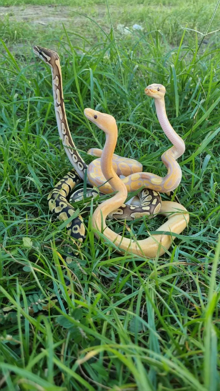 Cobras também integram a lista dos animais procurados