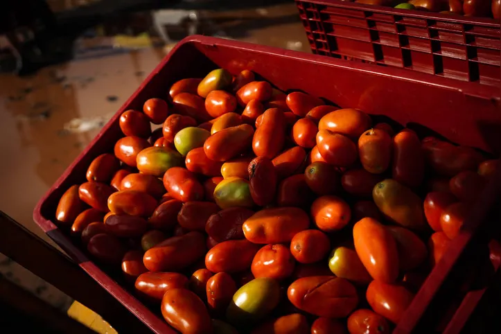 Em julho, o preço do tomate recuou 19,95%, segundo o IBGE