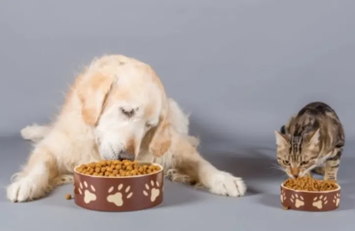 Imagem ilustrativa da imagem Proteger o intestino de cães e gatos no inverno fortalece a imunidade