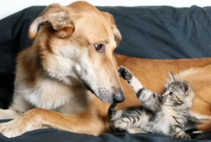 Imagem ilustrativa da imagem Proteger o intestino de cães e gatos no inverno fortalece a imunidade