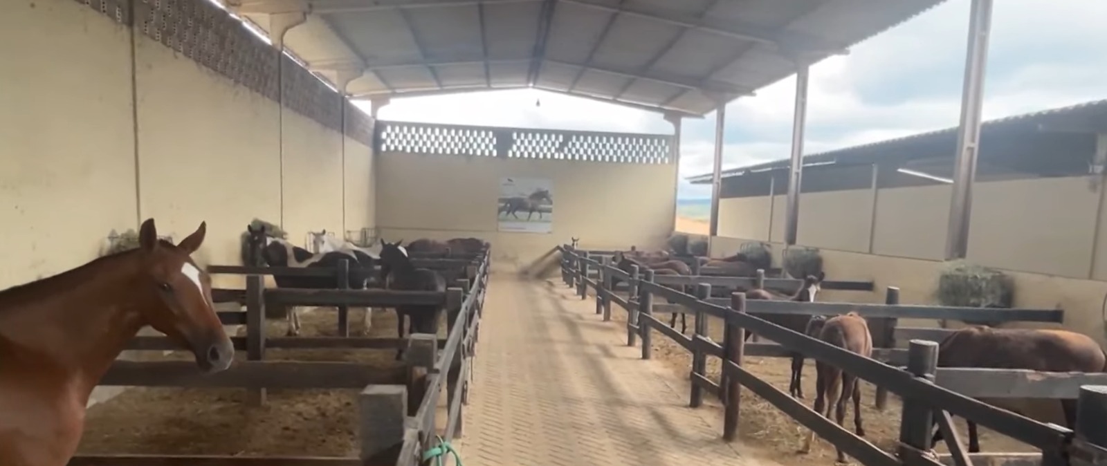 MP denuncia empresa e sócios por morte de 80 cavalos em haras de Atalaia