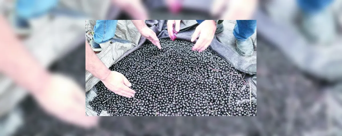 Açaí da Amazônia cria raízes em Alagoas e produz o ano inteiro
