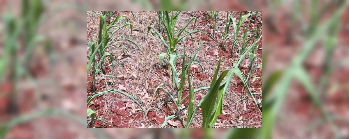 Comitê especial prepara Alagoas para mitigar impactos do El Niño