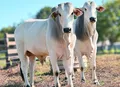 Microrganismos encontrados em fezes bovinas indicam capacidade de converter pasto em carne