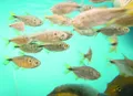 Novo modelo de licenciamento da aquicultura busca mais proporcionalidade para produtores