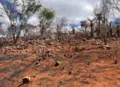 Seca avança em Alagoas e atinge 69% do território estadual