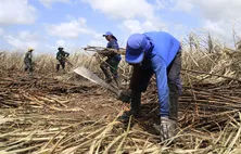Valor da produção agrícola de Alagoas atinge R$ 4,7 bilhões