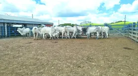 Agro Feira IBC segue neste sábado (19) com programação técnica voltada à pecuária