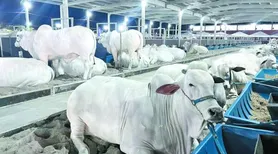 Expoagro projeta novos negócios e reforça Alagoas no mercado de genética