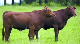 Ferramenta de IA auxilia produtores no melhoramento genético da raça Brangus