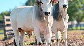 Microrganismos encontrados em fezes bovinas indicam capacidade de converter pasto em carne