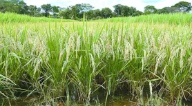 Pesquisa identifica plantas mais resistentes à cigarrinha-do-arroz