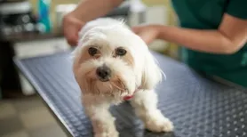 Pets de pelos claros precisam de cuidados específicos, diz veterinária