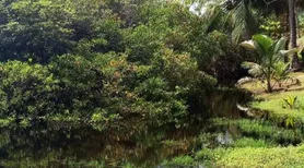 Presença de jacarés afasta banhistas e leva à instalação de sinalização em Jequiá
