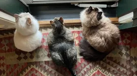 Vínculo forte e rotina calma: os motivos para adotar um gato idoso