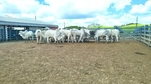 Agro Feira IBC segue neste sábado (19) com programação técnica voltada à pecuária - Imagem