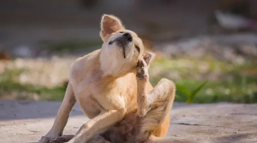 Com a primavera, cães podem  sofrer mais com coceira e alergias - Imagem